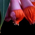 Corymbia Ficifolia Baby Orange Print Australian Botanical Artwork Nature Still Life Macro Photography By Nadia Culph 1800x720 Acf Cropped 2
